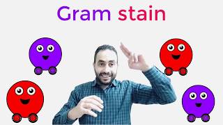 Microbiology Bacterial gram staining صبغ جرام للبكتريا [upl. by Nylodnarb]