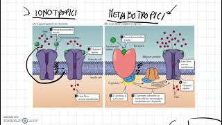 Recettori ionotropici e metabotropici [upl. by Nelle]