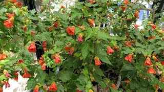 Abutilon Flowering maple update 52021 [upl. by Anin]