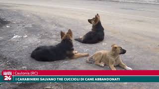 Caulonia I carabinieri salvano tre cuccioli di cane abbandonati [upl. by Blockus171]