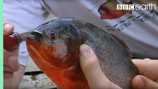 Holding a Red Bellied Piranha  Ultimate Killers  BBC Earth [upl. by Garrard]