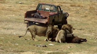 Lions eating Horse [upl. by Ethben769]