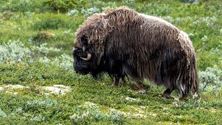 Moschusochse im Dovrefjell Sunndalsfjella Nationalpark 4K [upl. by Lamberto]