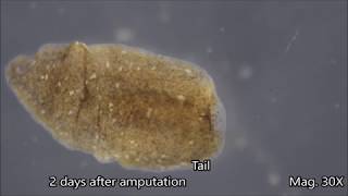 Planaria Regeneration Timelapse [upl. by Airdnalahs]