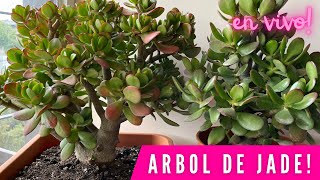 PROGRAMA 162 Todo lo que NECESITAS saber de la Crassula ovata  Árbol de Jade [upl. by Deanna]