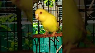 talking budgerigar birds viral short video 🚀🚀🚀 [upl. by Esilahs894]