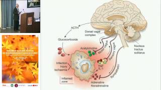 Neuroimmunomodulation a nonreductionist approach  Georges Maestroni University of Insubria [upl. by Nnoryt]