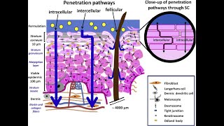 LEC 2 Components of epidermis amp dermis of human skin  Routes of penetration of drugs شرح بالعربي [upl. by Gibe]