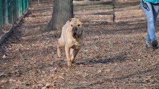 Introducing Your Chinese SharPei to Your Cat  Tips for Success [upl. by Perreault]