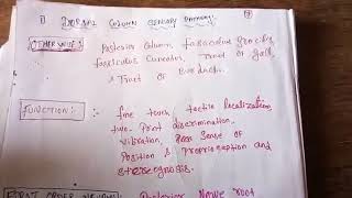 Somatosensory System Part 2 [upl. by Waylin]