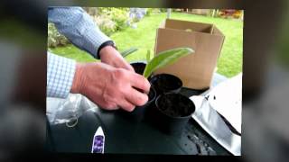 potting up streptocarpus plugs [upl. by Nref307]