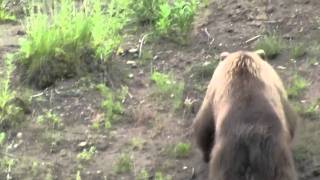 Bald Eagle vs Grizzly [upl. by Adoh]