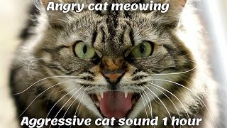 Angry cat meowing  Aggressive cat sound 1 hour [upl. by Ardnod]