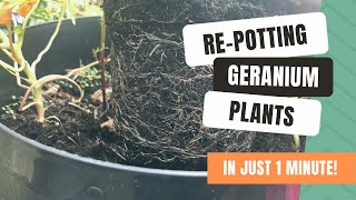 RePotting Geraniums Into New Containers [upl. by Pudens]