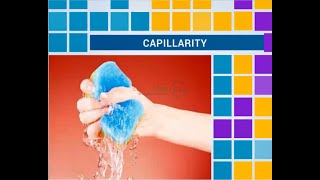 Capillary Effect  Capillary rise and Fall with derivation  Capillary Action [upl. by Adnohsal954]