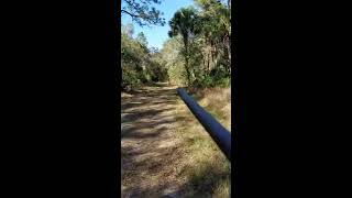 Green Swamp WMA Florida hog hunting [upl. by Eneryc]