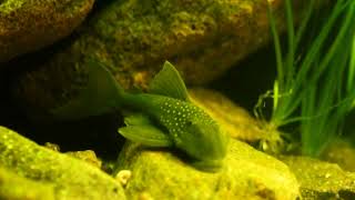 Hemiancistrus subviridis [upl. by Boonie]