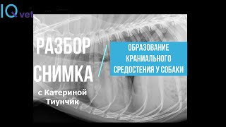 RR Case №42 Образование краниального средостения у собаки [upl. by Kowalski15]