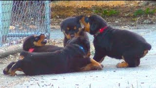 Cute Rottweiler Puppies Playing Together [upl. by Notxap]