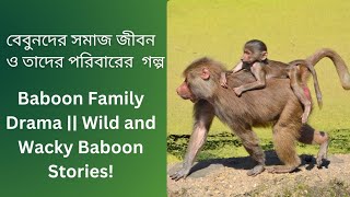 বেবুনের অদ্ভুত অভ্যাস ও প্রিয় খাবার Unusual Baboon Habits and What Do Baboons Eat [upl. by Llerdnek]