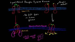 069Activation of Protein Kinase A [upl. by Leif]