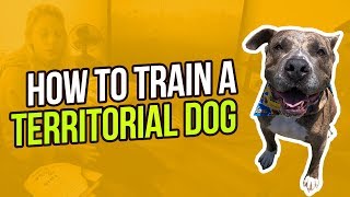 HOW TO TRAIN A TERRITORIAL DOG [upl. by Denton]