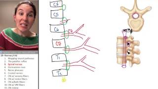 the Spinal Nerve ☆ Human Anatomy Course [upl. by Joanna402]