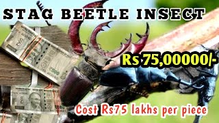 Clear Your Doubts as to Stag Beetle Price Rs 7500000 Right or Wrong viralvideo [upl. by Winthorpe]