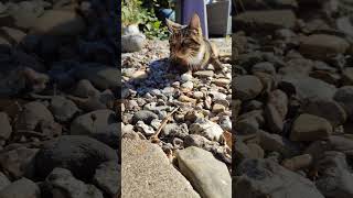 Getrennte Wege gehen Spruch Katzen Katzenvideos Trennung Katze Bye Love Natur Tiere cute Käfer cats [upl. by Ella]