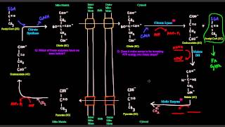 Fatty Acid Synthesis Part 2 of 12  Transport of Acetyl CoA From Mitochondria to Cytosol [upl. by Ahen]