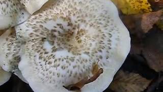 Lentinus tigrinus [upl. by Voccola]