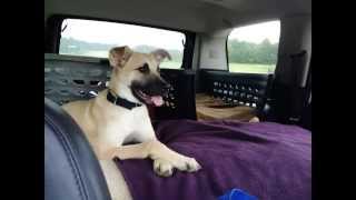 Black Mouth Cur Rescue  The breed is amazing  smart sweet amp CUTE [upl. by Lila992]