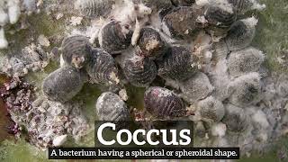 What is Coccus  How Does Coccus Look  How to Say Coccus in English [upl. by Zoarah]