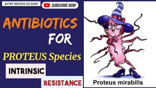 Drugs for PROTEUS Species  Intrinsic resistance  Treatment of UTI [upl. by Baalbeer]