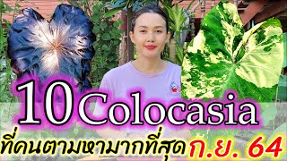 สุดปัง 10 colocasia ราคาแพง ตัวแรง แรร์ไอเทม ที่คนตามหามากที่สุด เดือนกันยายน 2021ใครมีเหมือนถูกหวย [upl. by Raybourne]