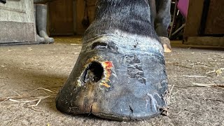 Shoeing A Horse With A Huge Hole In It’s Hoof [upl. by Bostow443]