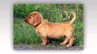 Griffon Fauve de Bretagne Dog breed [upl. by Avner]