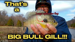 Fall Fishing for Big Bluegills Their Aggressive this time of year [upl. by Hembree]