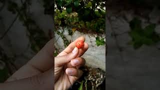 Rare Pitanga Fruit Tree  Cherry Gendre [upl. by Nivek]