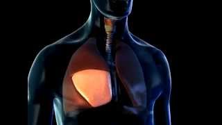 Lobes of the Lungs  3D Medical Animation  ABP © [upl. by Bozovich39]