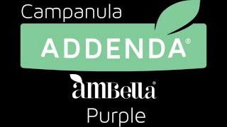 Timelapse Addenda® Campanula Ambella® purple [upl. by Manuel424]