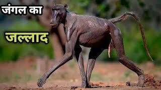 जंगल के इस दरिंदे से शेर भी डरता है  Why Baboons is so Dangerous Baboons Attacks Prey [upl. by Korb]