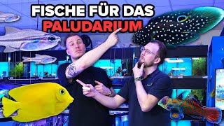 Welche FISCHE für das MEERWASSERPALUDARIUM  Aktueller Stand [upl. by Ginzburg811]