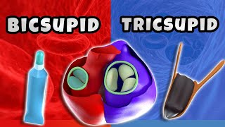 Why does the right heart has tricuspid valve and the left has bicuspid  3D ANIMATED Lecture [upl. by Odnamla737]