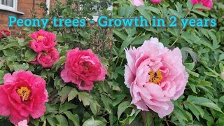 Peony season  How peony trees grow in 2 years [upl. by Arodaeht228]