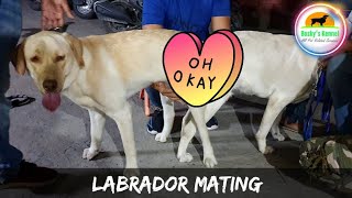 The Excitement of Mating Dogs Labradors Mating video  Boskyskennel  Siliguri  Office [upl. by Erl796]