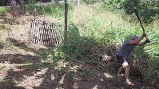 Remove Guinea Grass by hand roots and all with just a mattock Barefoot gardening [upl. by Affrica309]