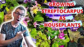 STREPTOCARPUS HOW TO GROW AS A HOUSEPLANT full care guide [upl. by Hellman]