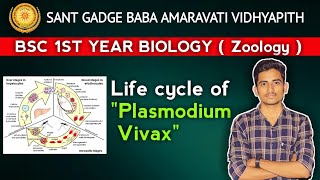 SGBAU bsc biology life cycle of plasmodium vivax  bsc 1st year zoology  SGBAU vidhyapith bsc bio [upl. by Hannibal1]