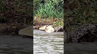 jaguar hunts crocodile very difficult animals viral [upl. by Ulrika828]